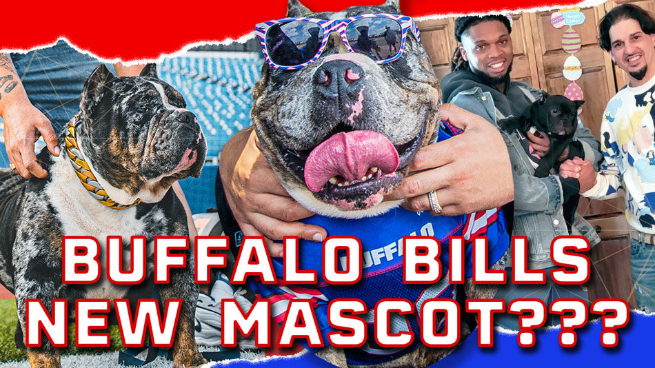 Buffalo Bills New Mascot is FAMOUS!?!